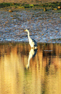 River Lossie Estuary